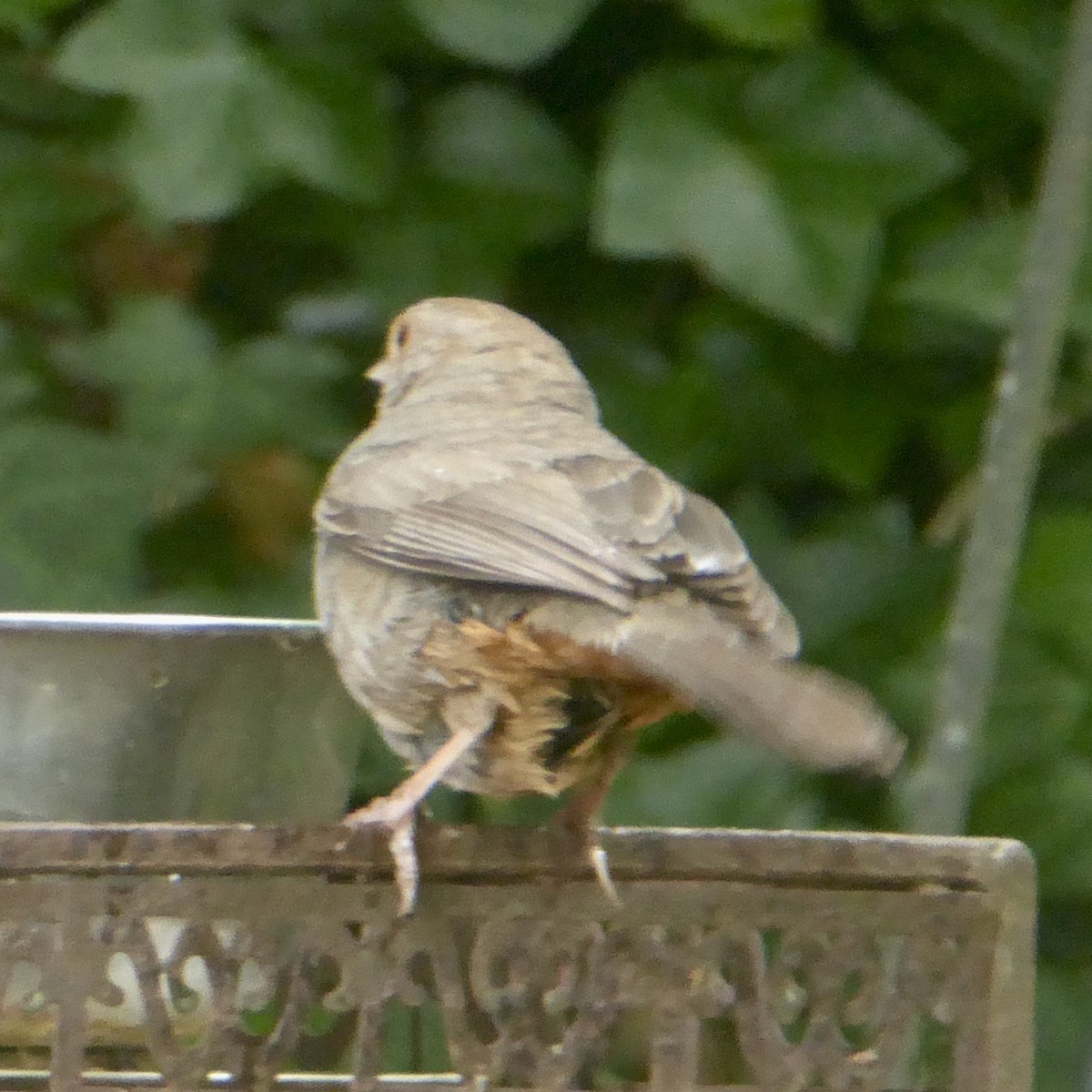 California Towhee - ML620689975