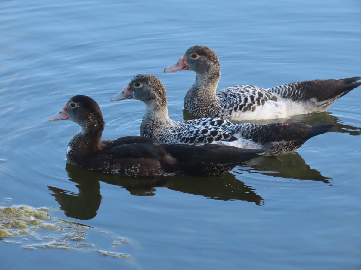 Muscovy Duck (Domestic type) - ML620689976