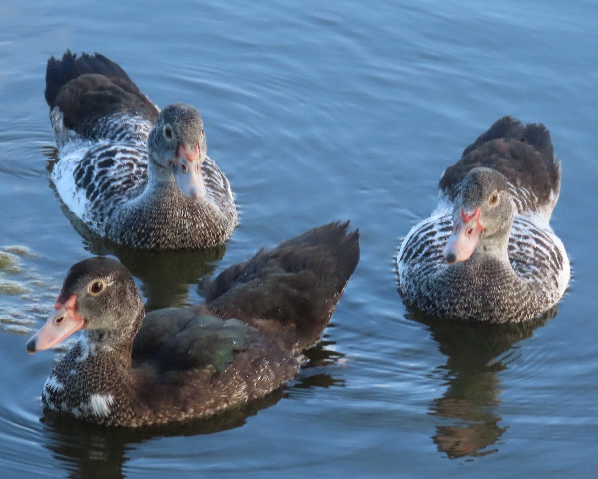 Muscovy Duck (Domestic type) - ML620689977