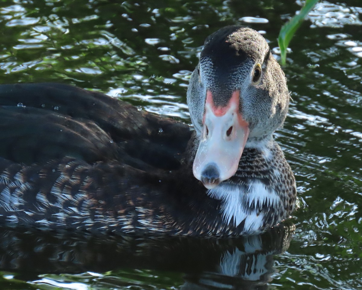 Muscovy Duck (Domestic type) - ML620689978