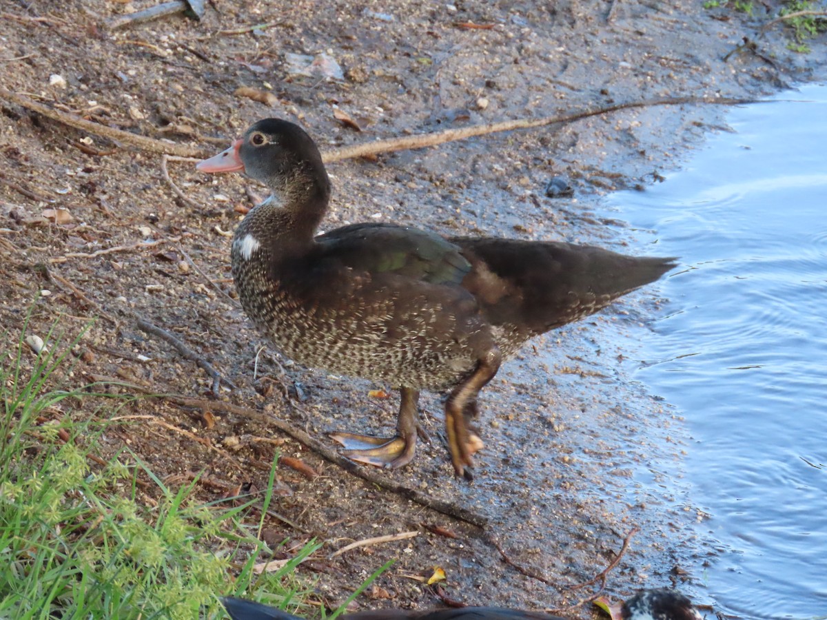 Muscovy Duck (Domestic type) - ML620689980