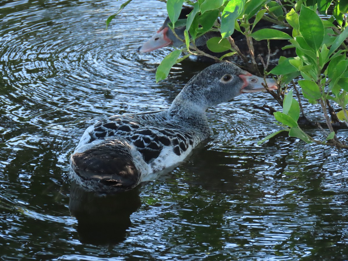 Muscovy Duck (Domestic type) - ML620689981