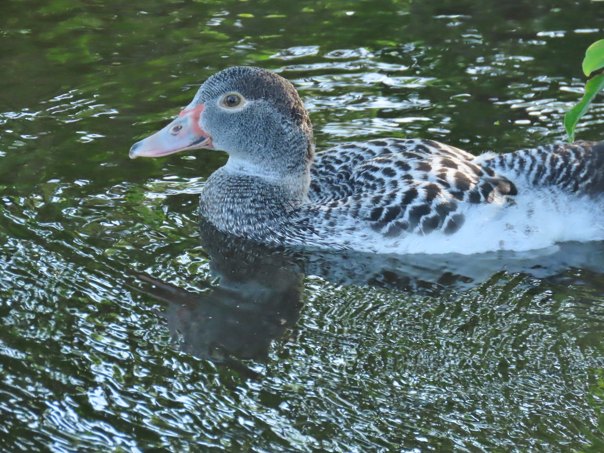 Muscovy Duck (Domestic type) - ML620689982