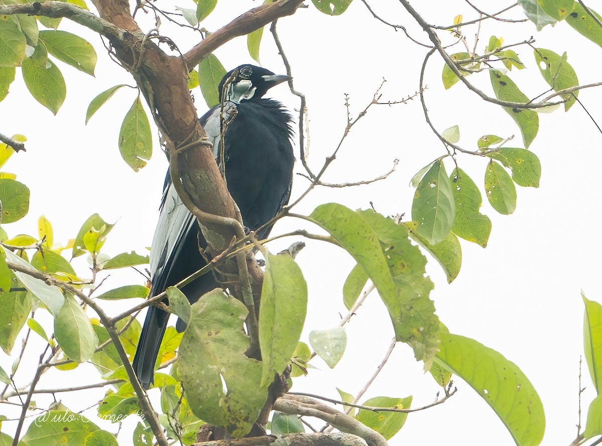 Cotinga à col nu - ML620689984