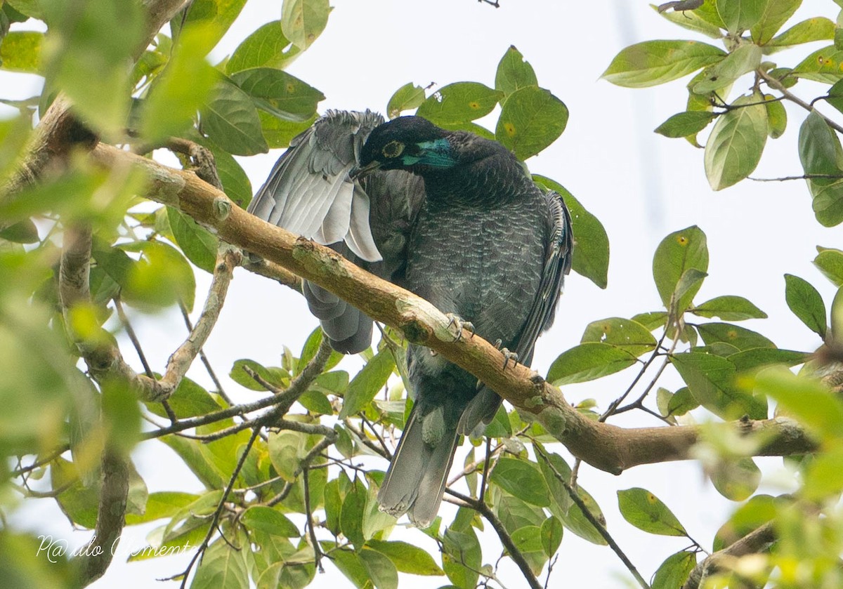 Bare-necked Fruitcrow - ML620689985