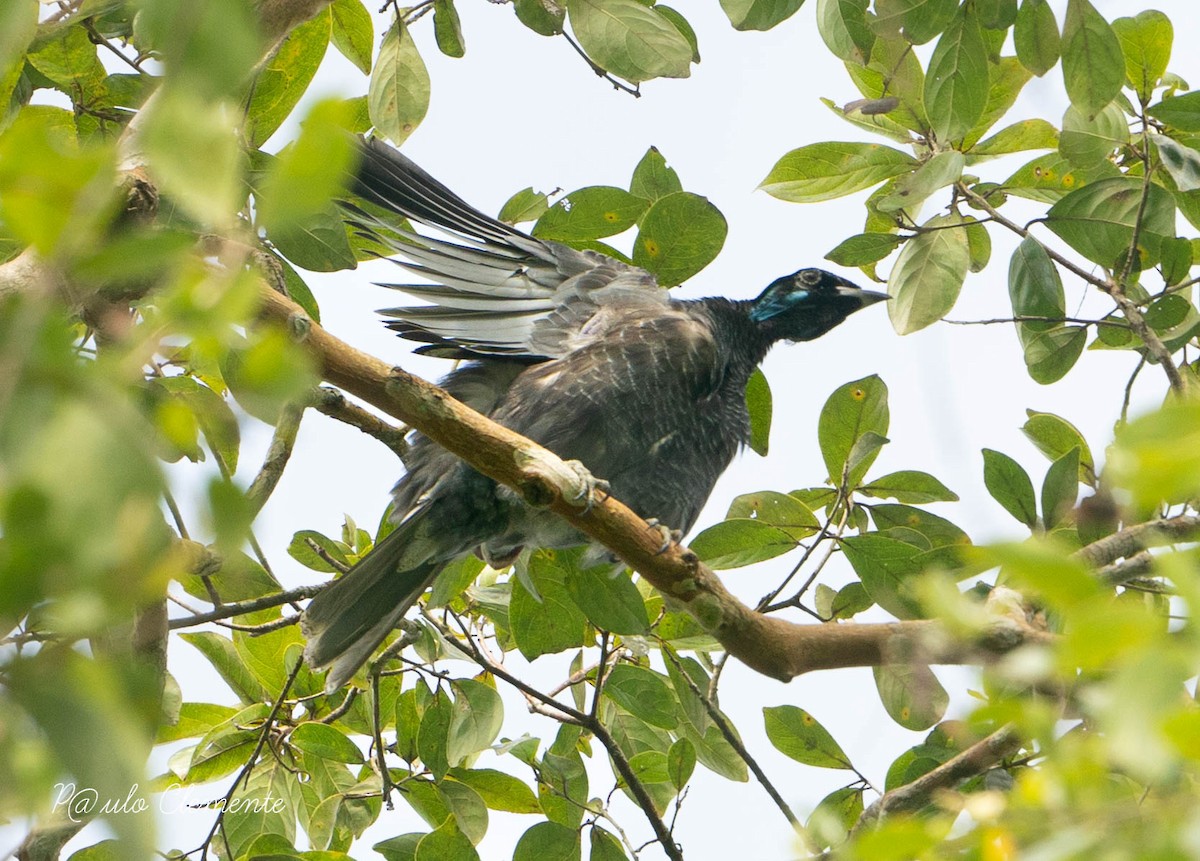 Bare-necked Fruitcrow - ML620689986