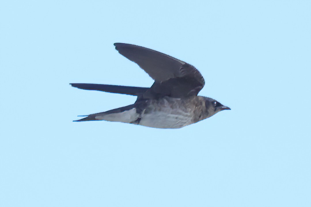 Purple Martin - ML620689991