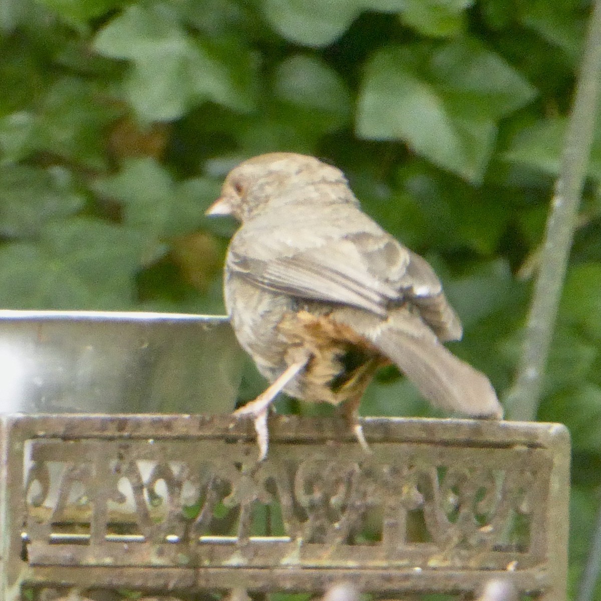 California Towhee - ML620689995