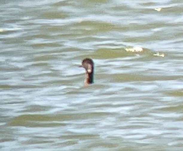 ub. dykker (Podicipedidae sp.) - ML620689999