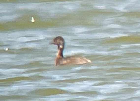 Eared Grebe - ML620690003