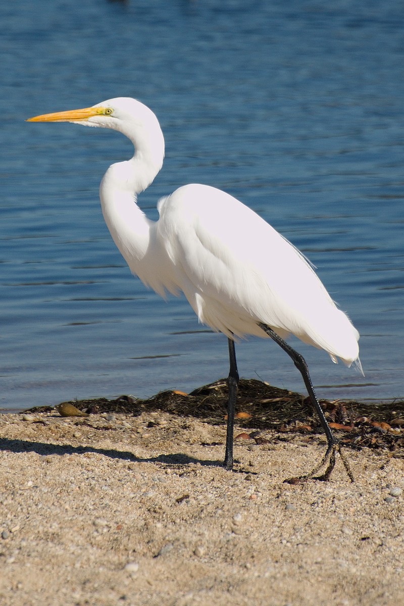 Great Egret - ML620690005