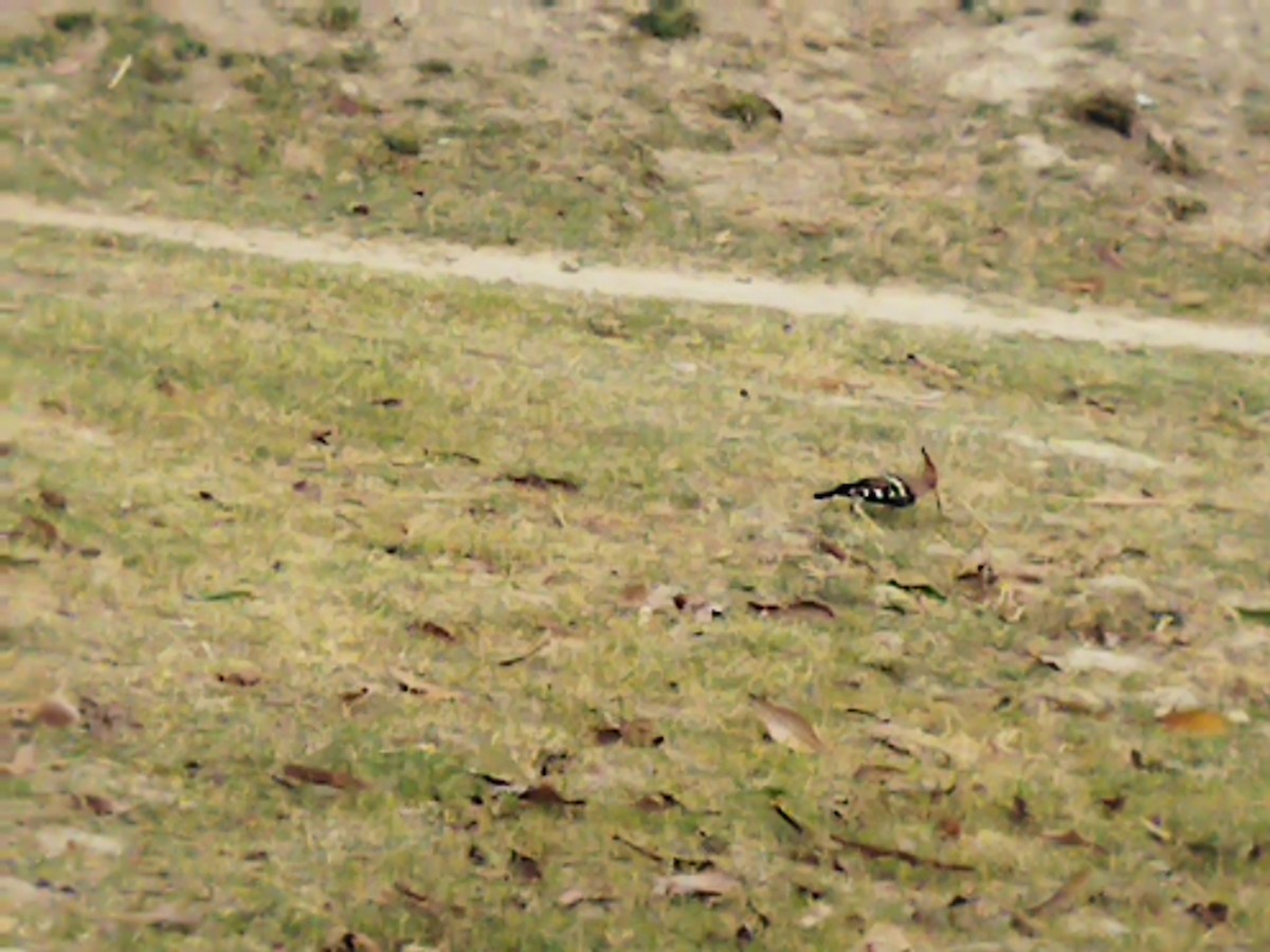 Eurasian Hoopoe - ML620690006