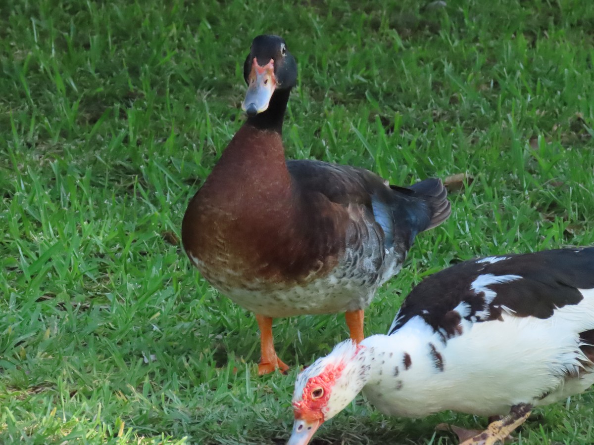 Muscovy Duck x Mallard (hybrid) - ML620690008