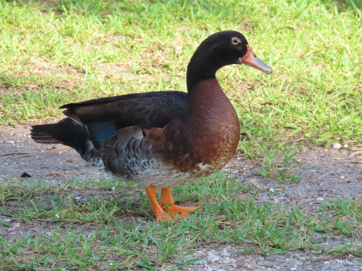 Muscovy Duck x Mallard (hybrid) - ML620690009