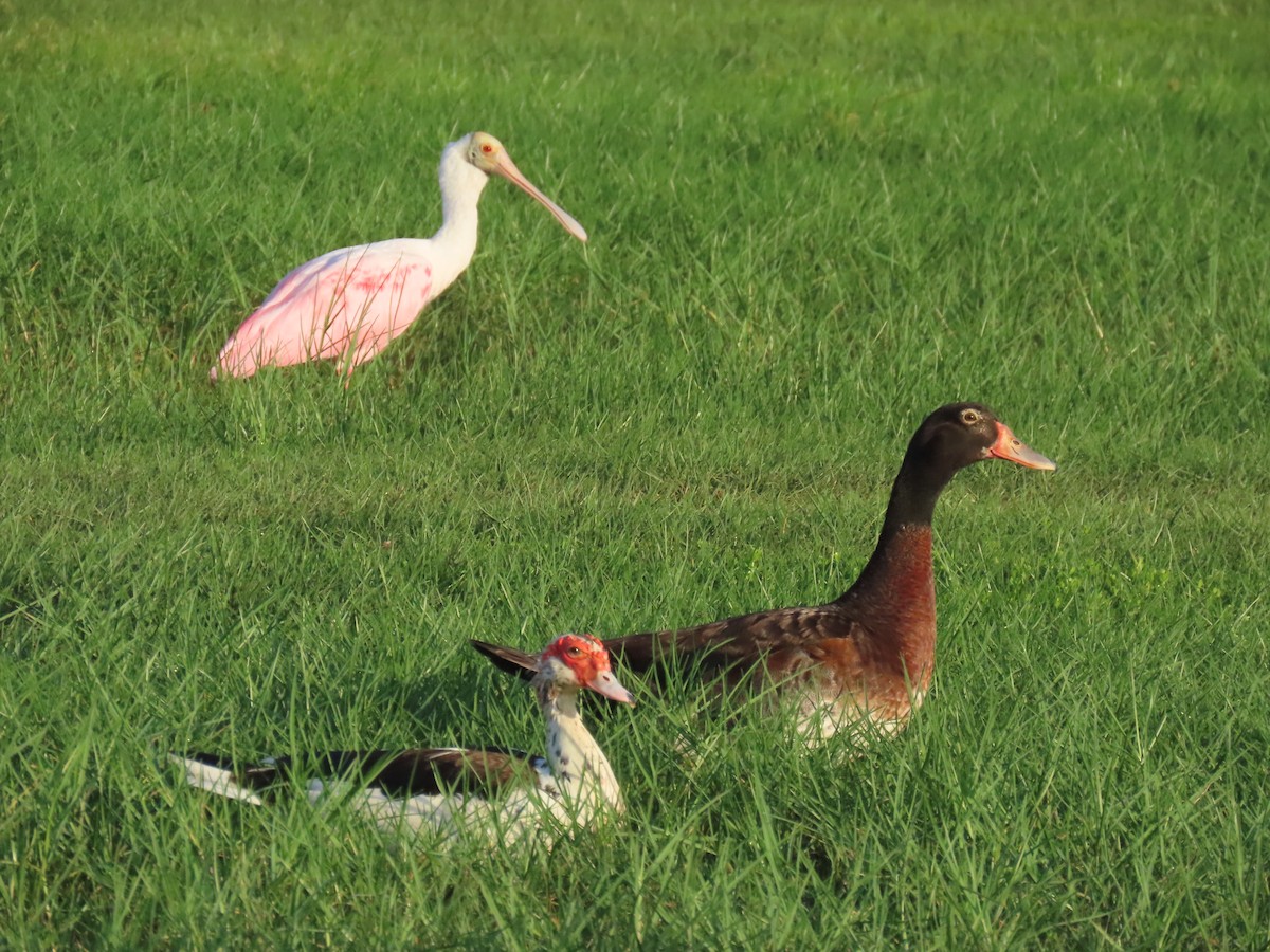 Muscovy Duck x Mallard (hybrid) - ML620690010