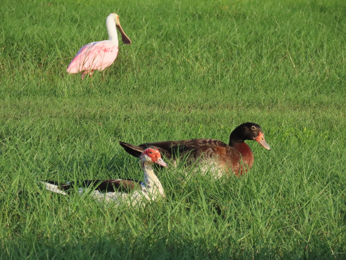 Muscovy Duck x Mallard (hybrid) - ML620690011