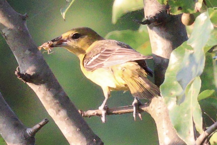 Orchard Oriole - ML620690013