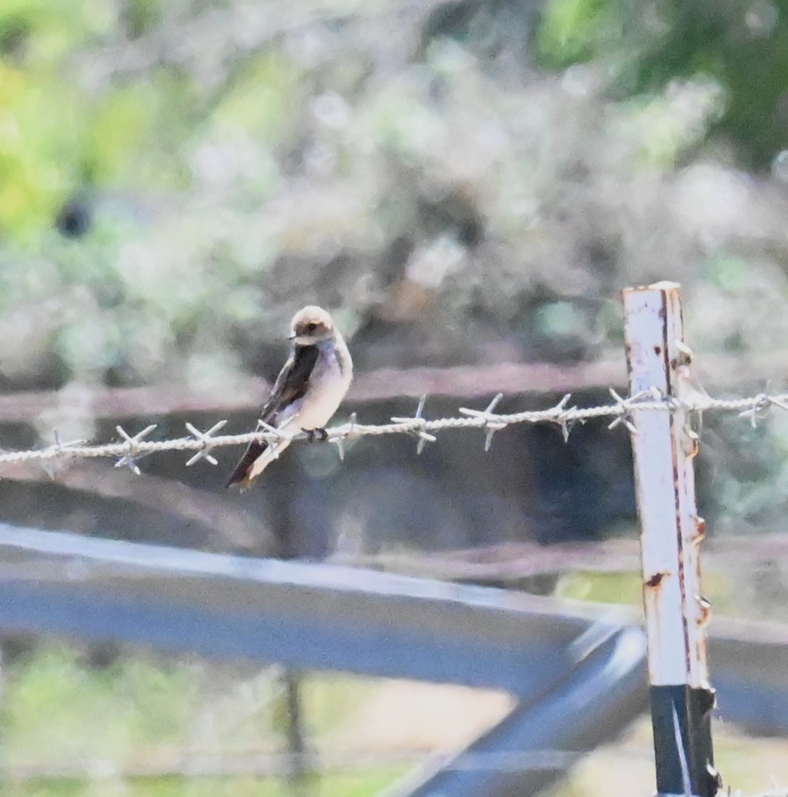 Golondrina Aserrada - ML620690016