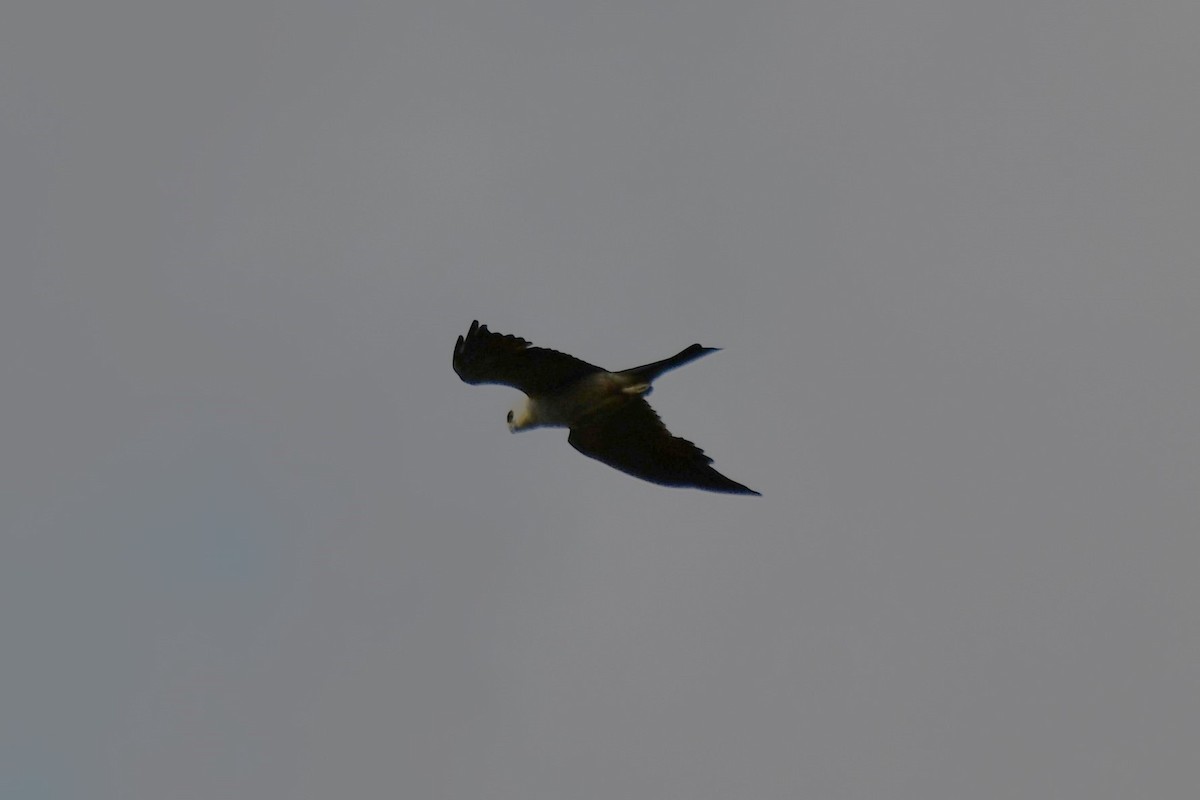 Mississippi Kite - ML620690017