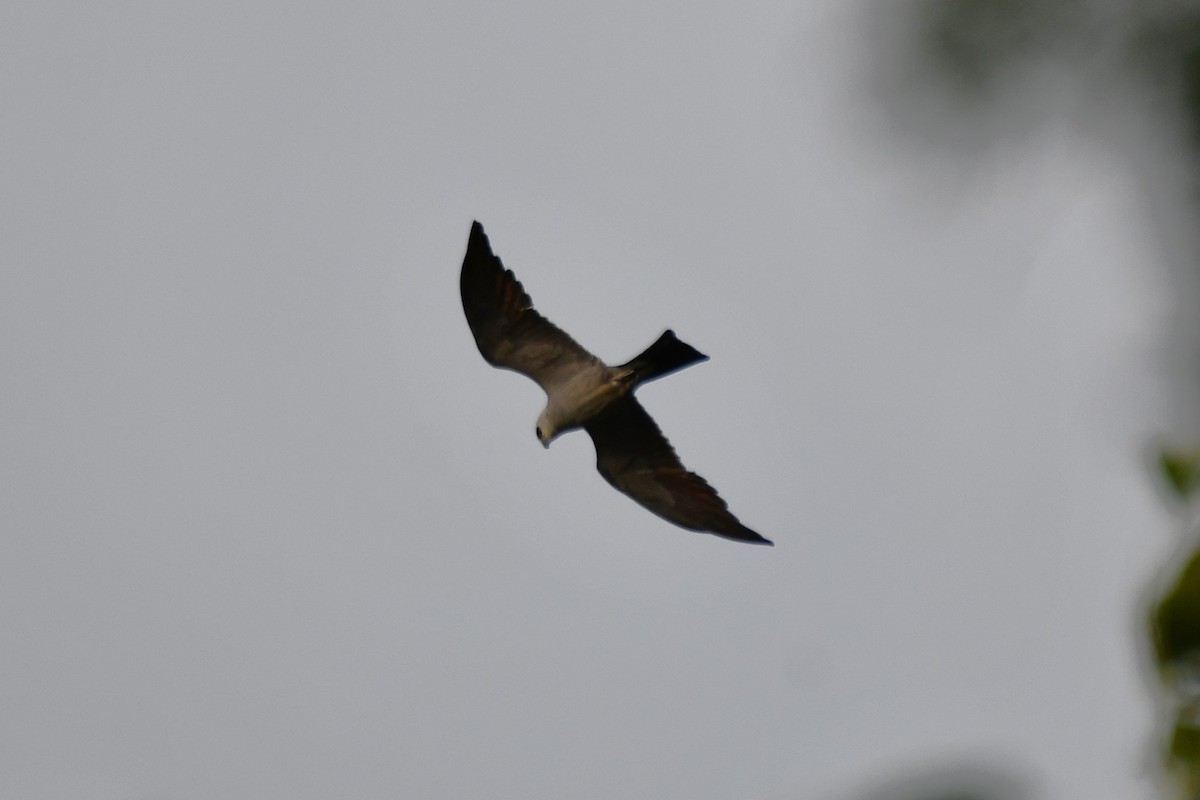 Mississippi Kite - ML620690018