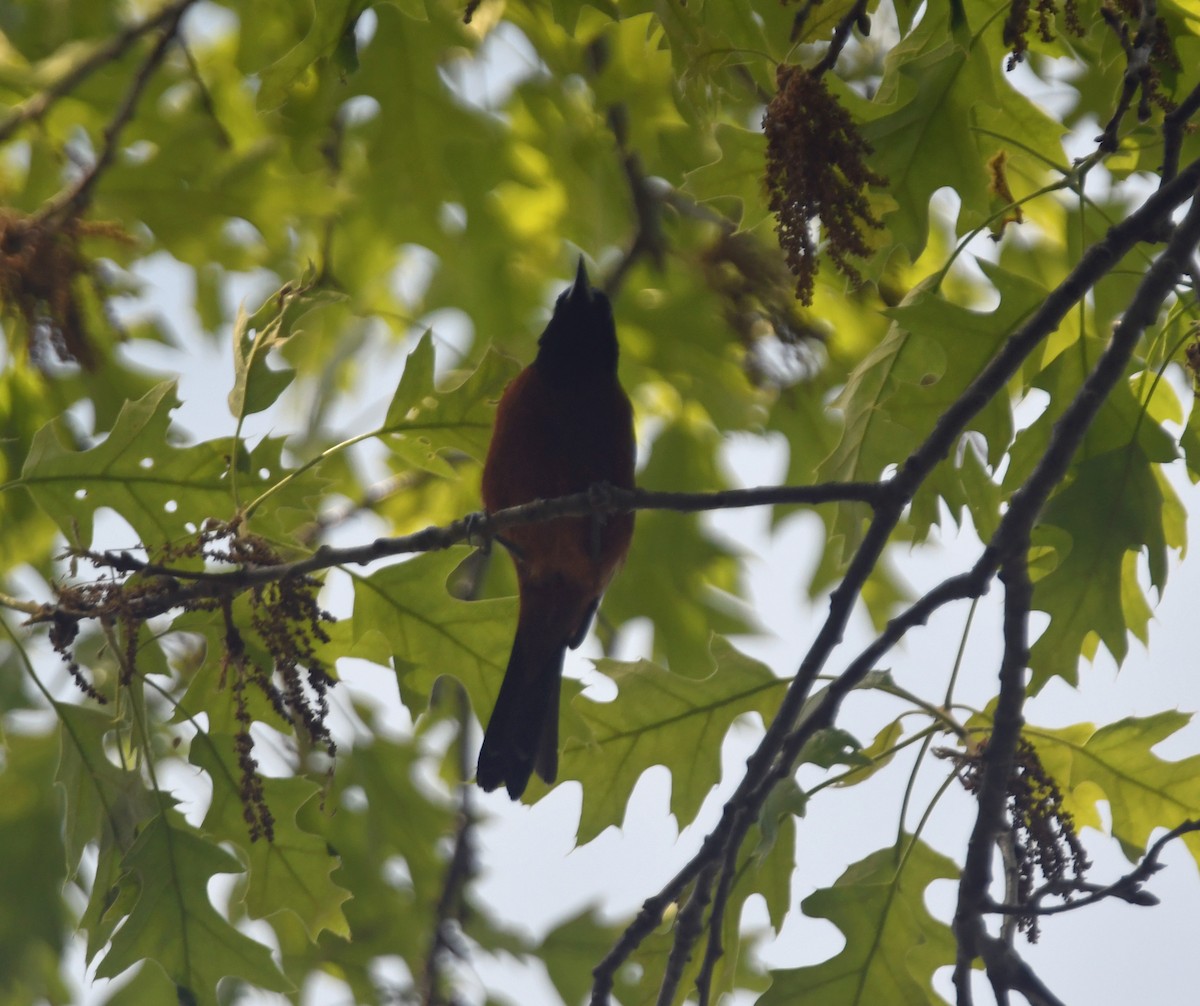 Orchard Oriole - ML620690019