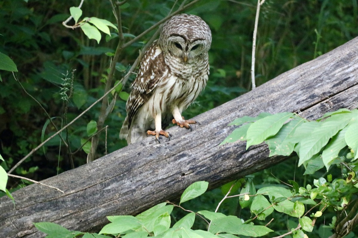 Barred Owl - ML620690023