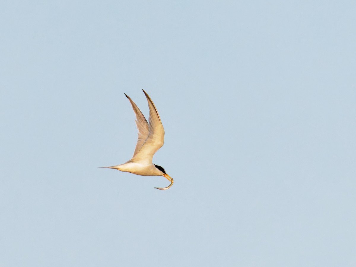 Least Tern - ML620690024