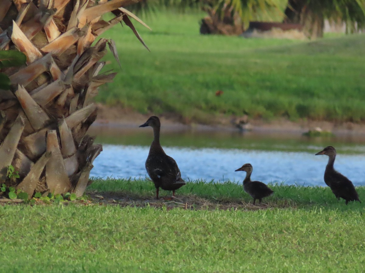 Mallard x Mottled Duck (hybrid) - ML620690030