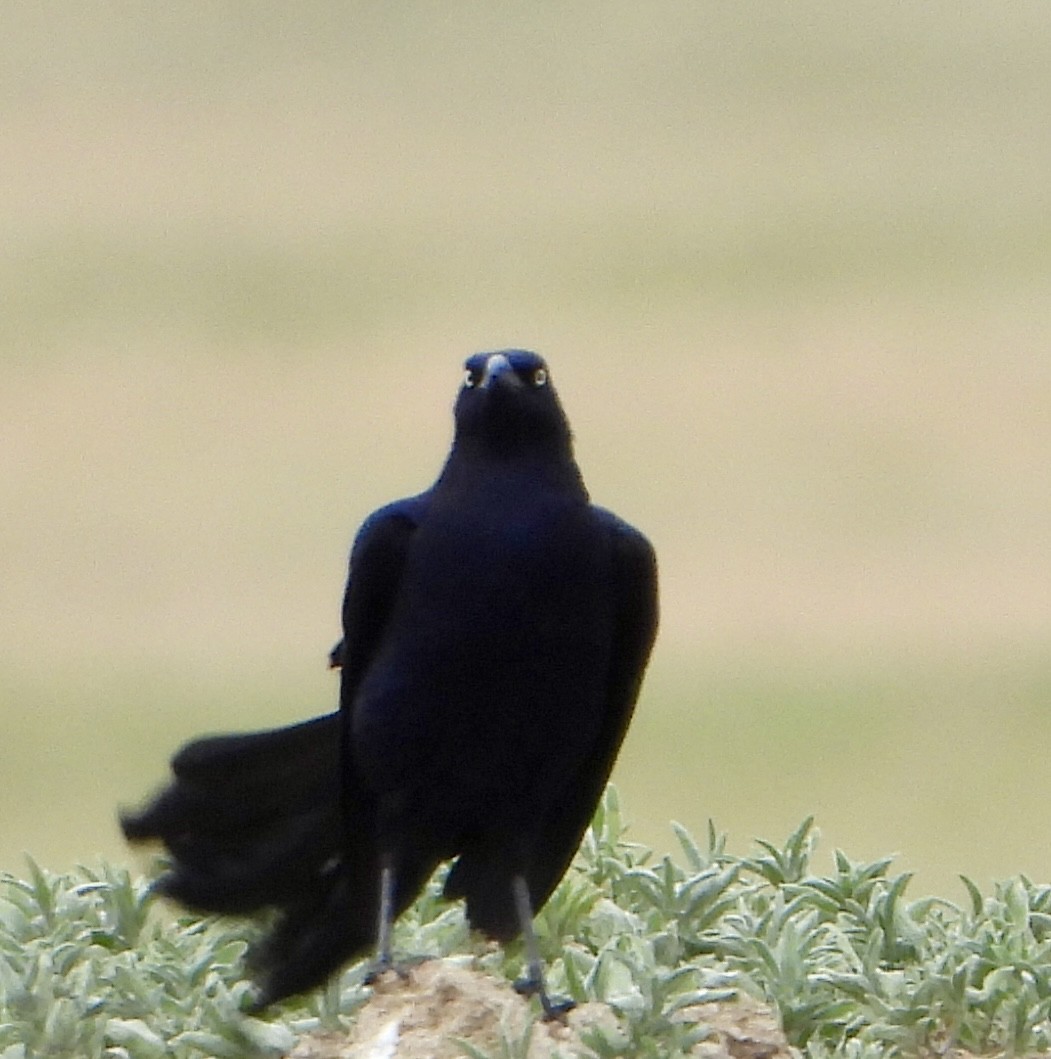 Great-tailed Grackle - ML620690032