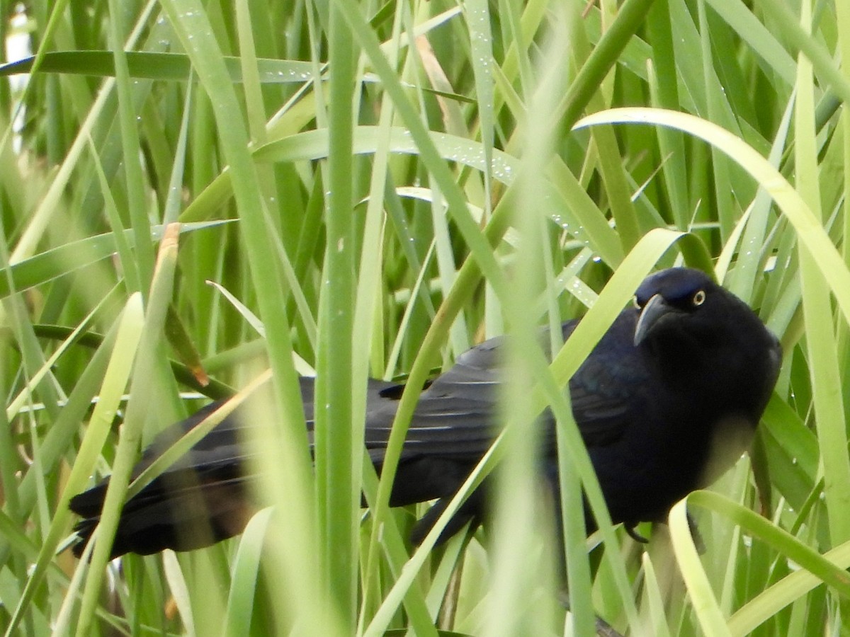 Great-tailed Grackle - ML620690033