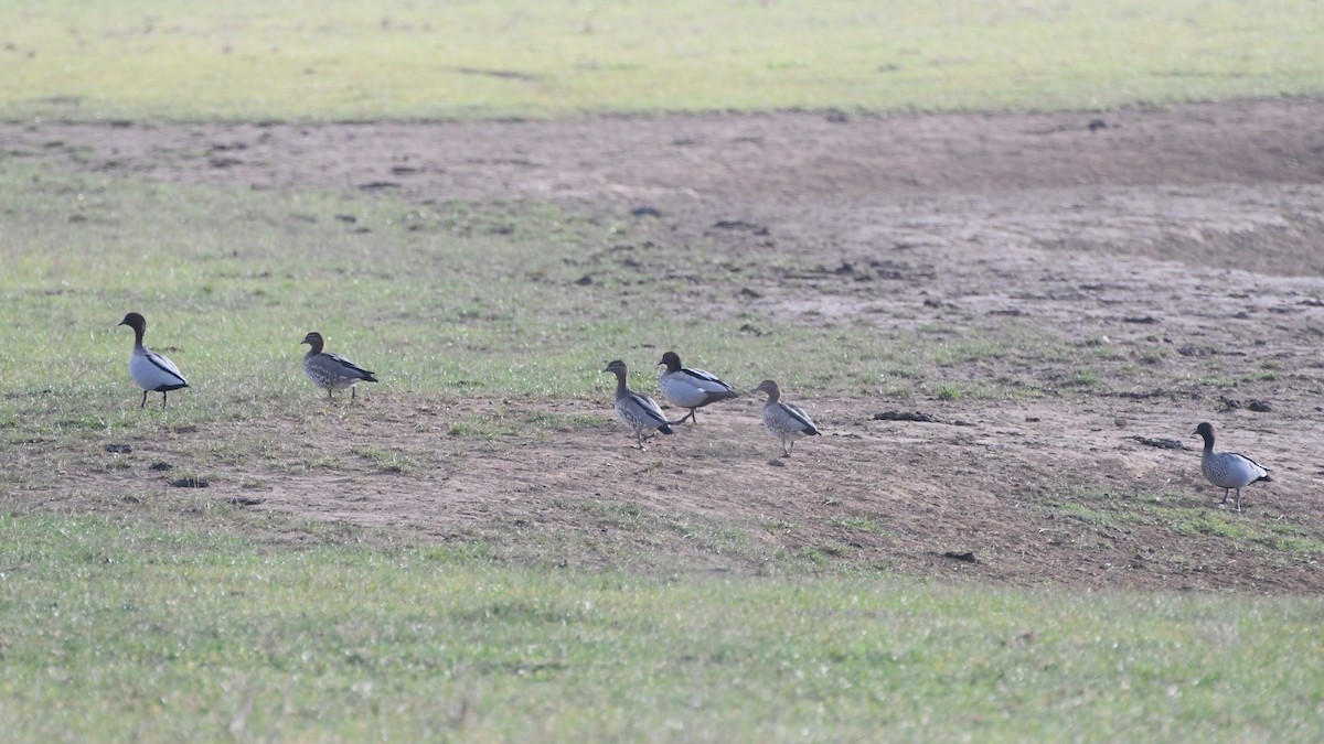 Canard à crinière - ML620690034