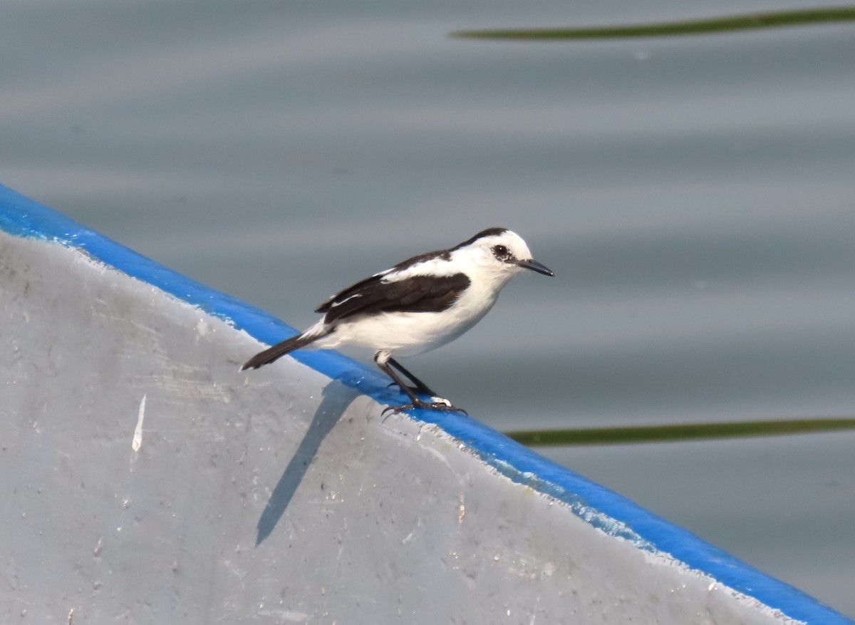 Pied Water-Tyrant - ML620690037