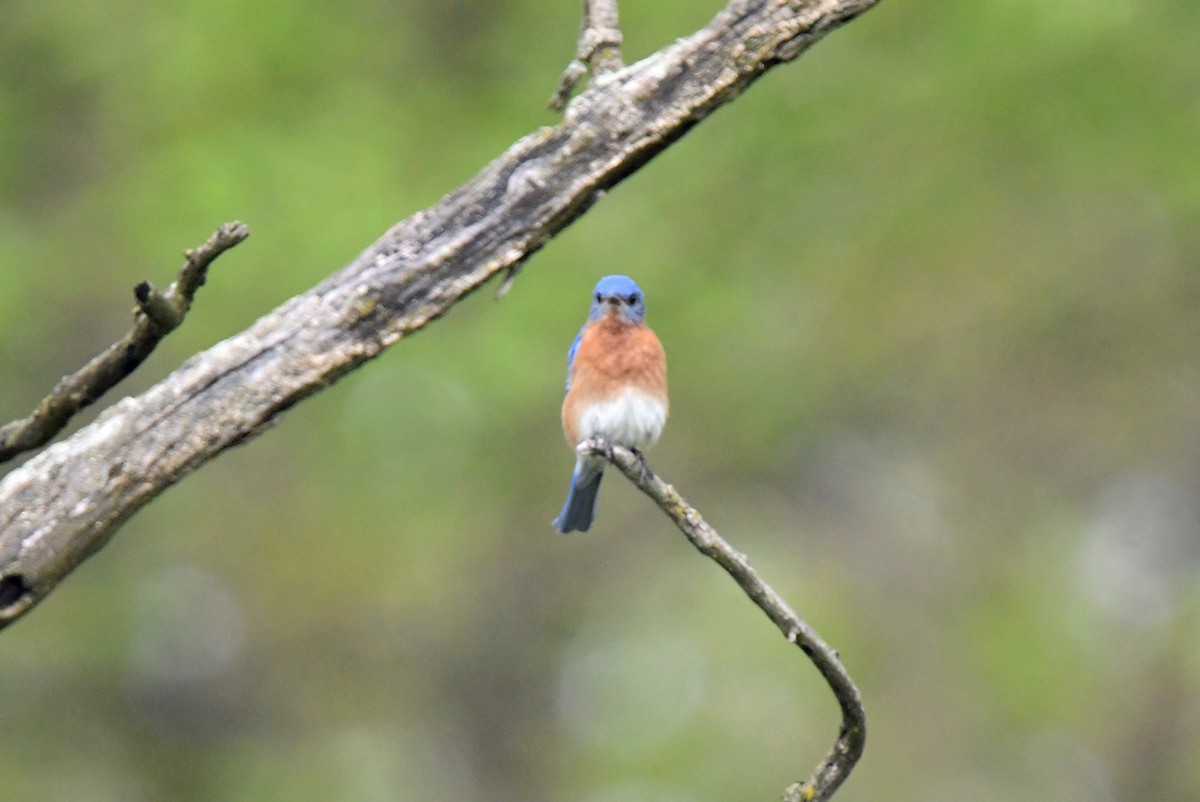 Eastern Bluebird - ML620690038