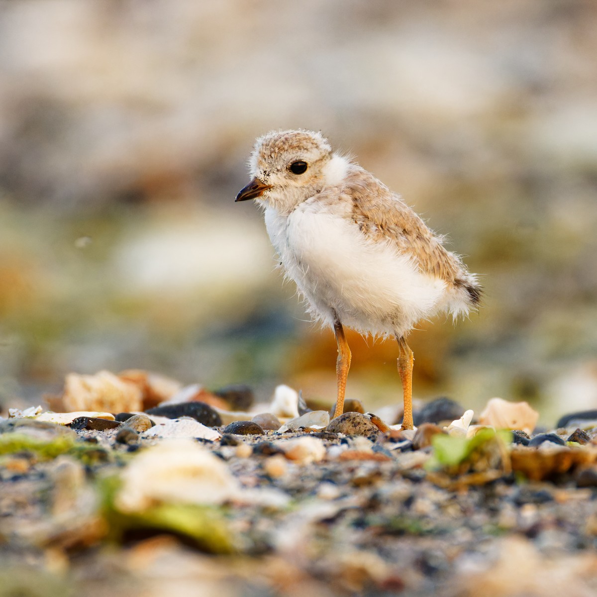 Piping Plover - ML620690040