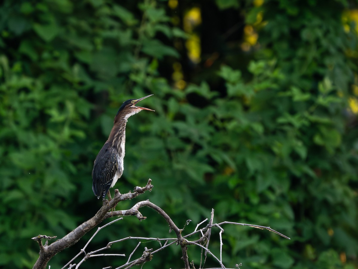 Green Heron - ML620690042