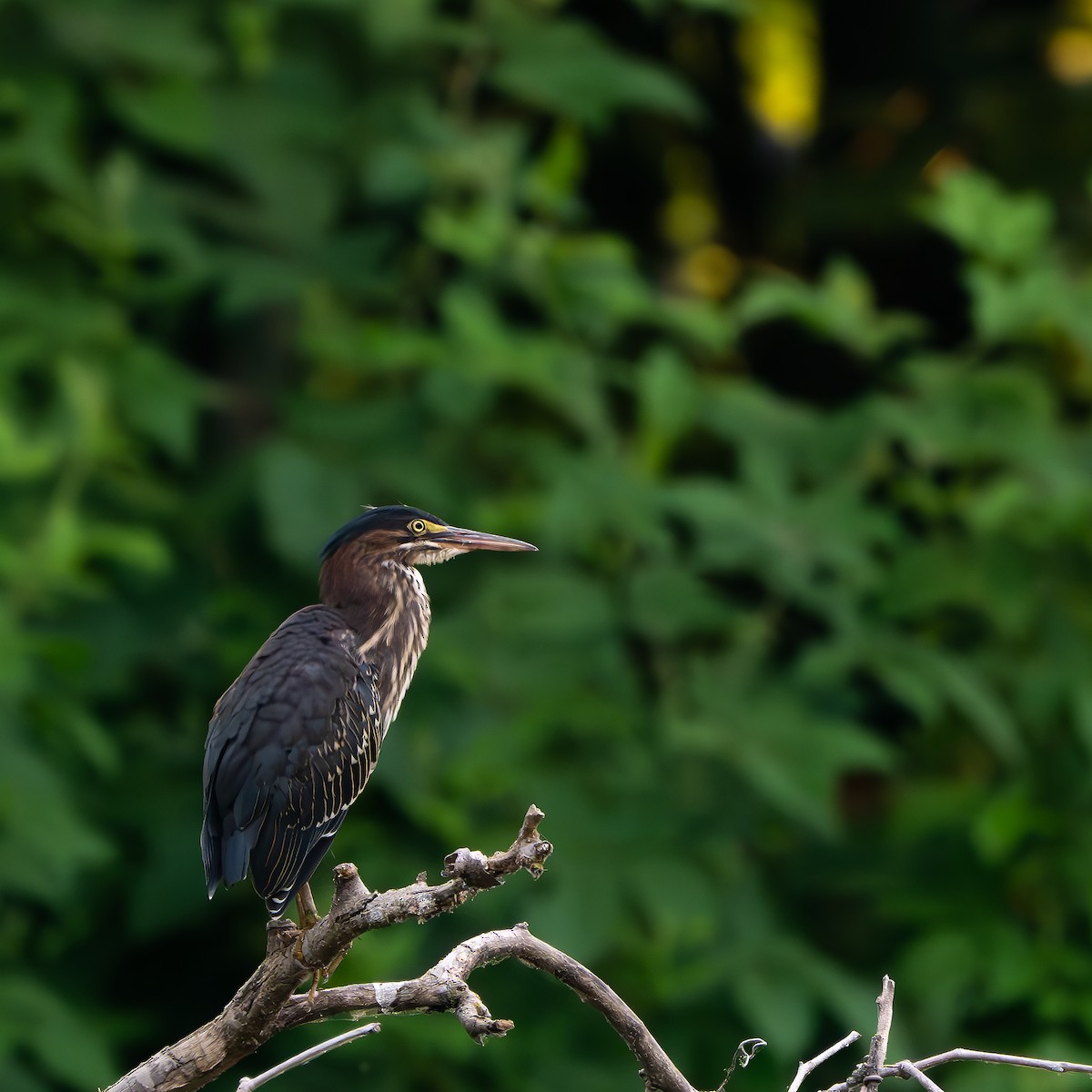 Green Heron - ML620690043