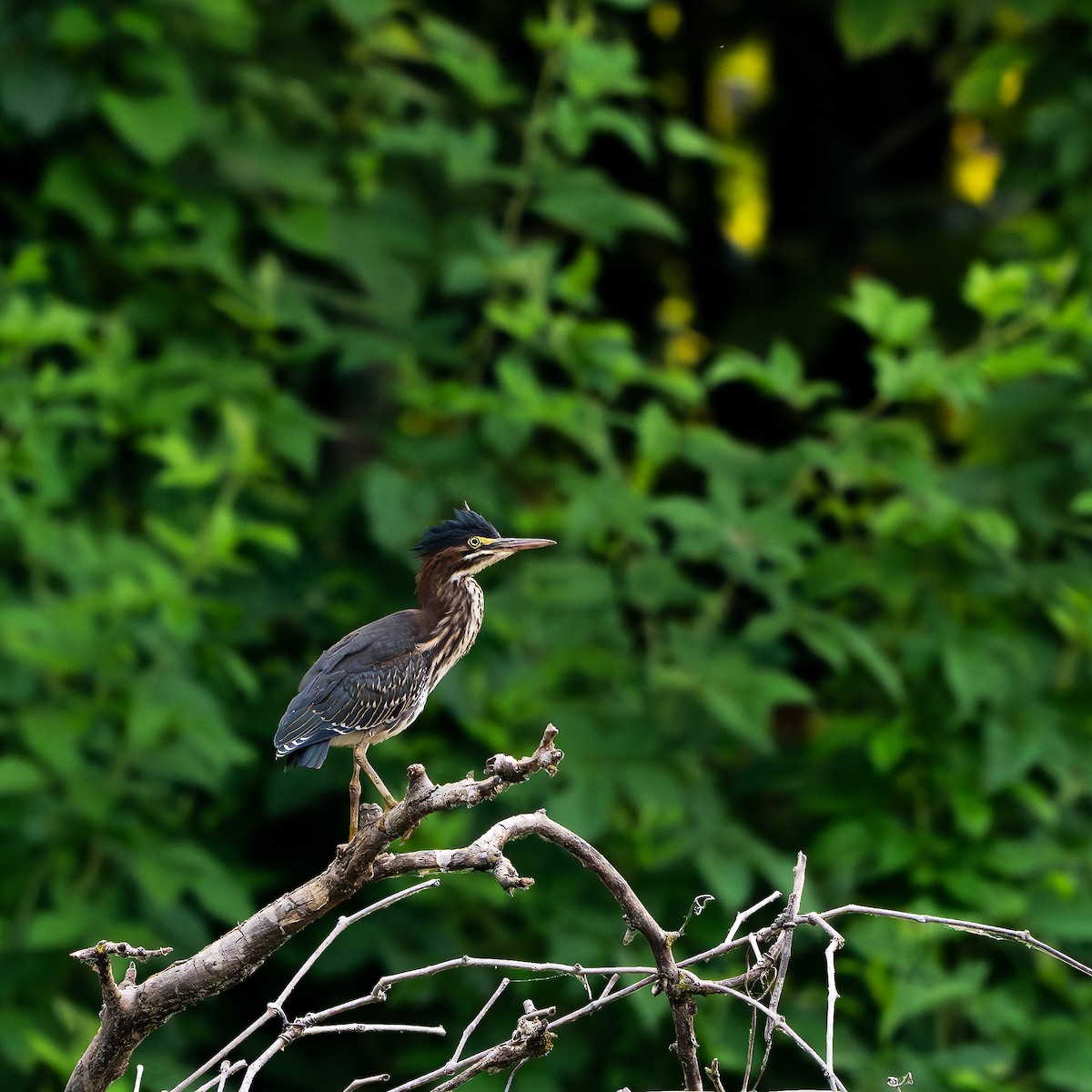 Green Heron - ML620690044