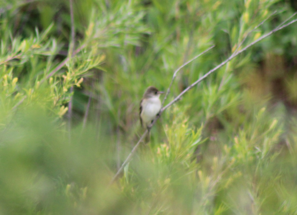 Willow Flycatcher - ML620690051