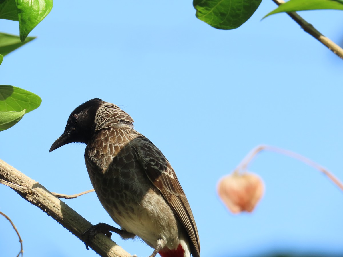 Red-vented Bulbul - ML620690053