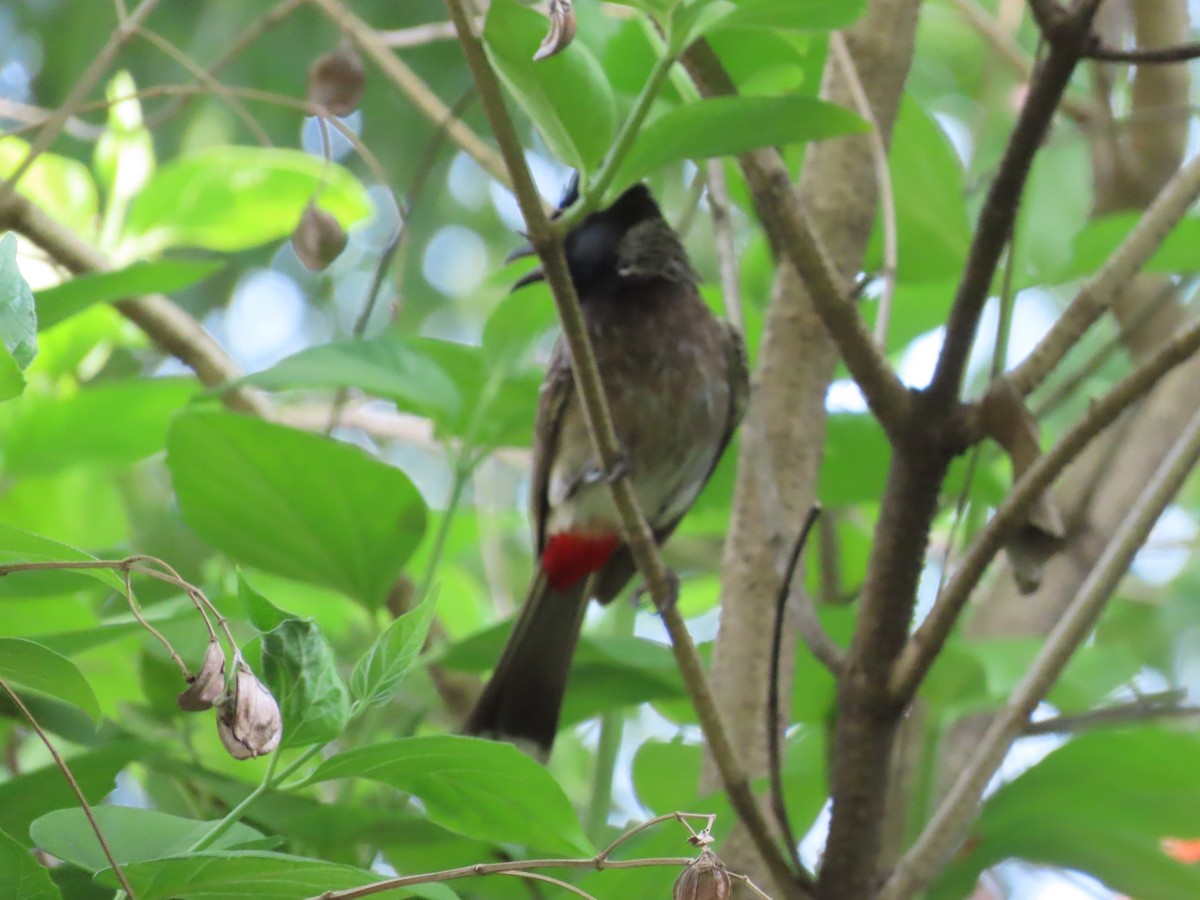 Red-vented Bulbul - ML620690056