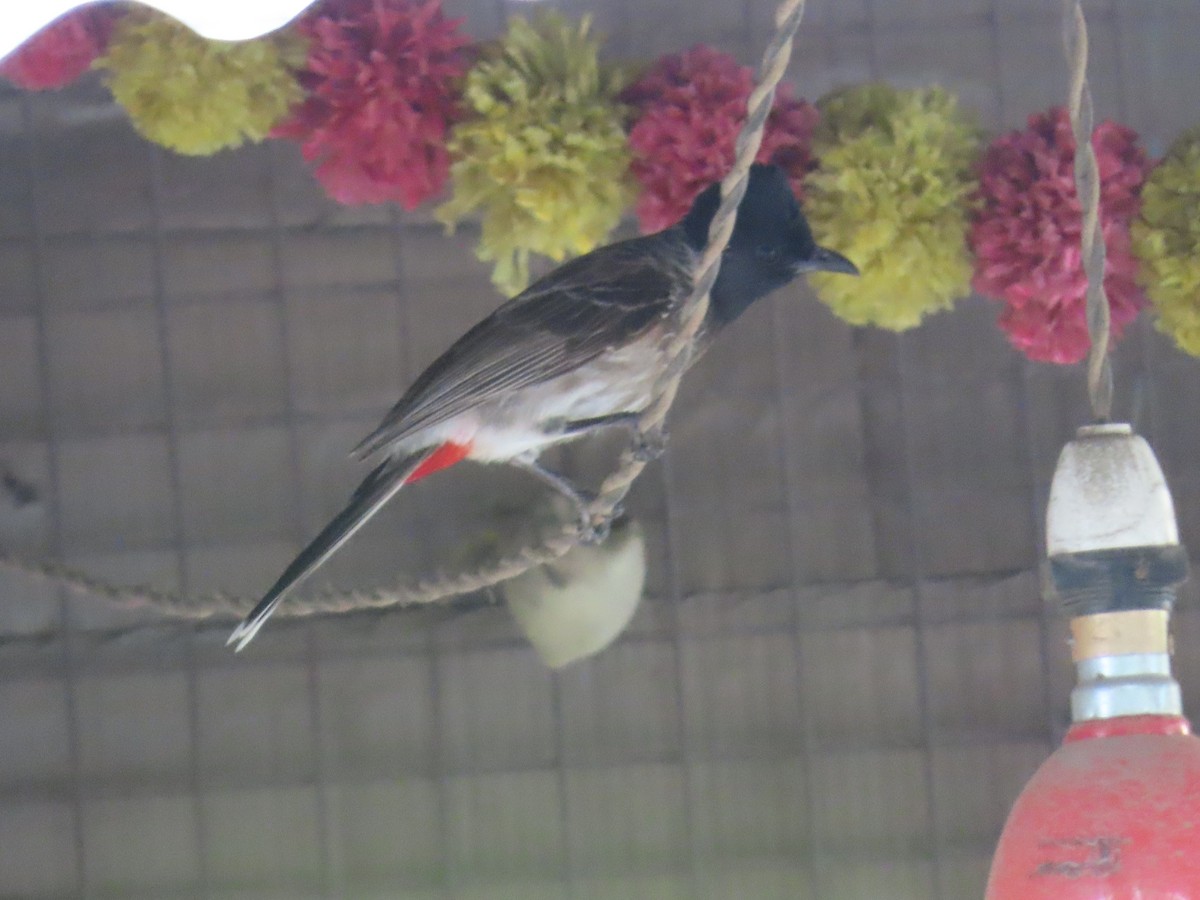 Red-vented Bulbul - ML620690063