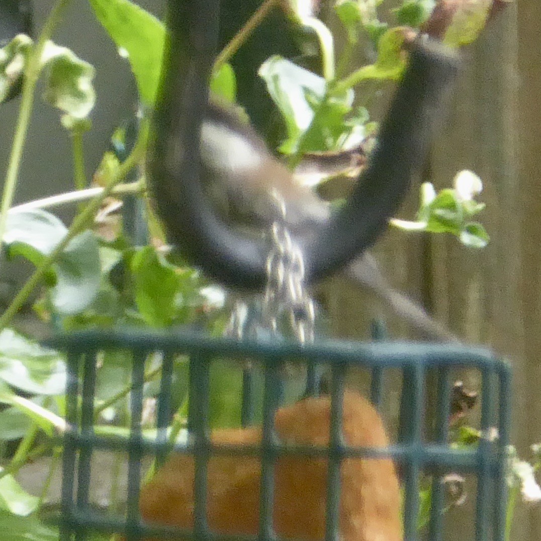 Chestnut-backed Chickadee - ML620690064