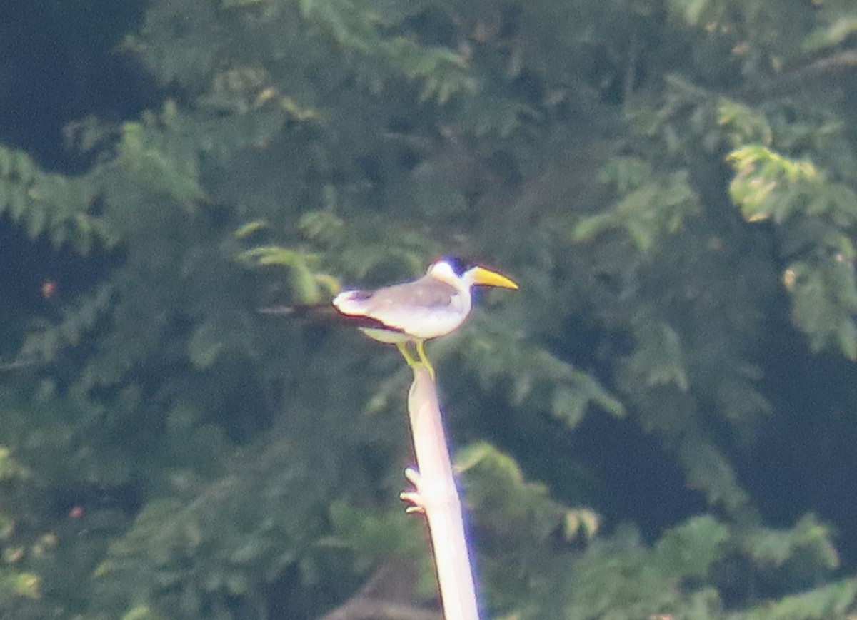 Large-billed Tern - ML620690067