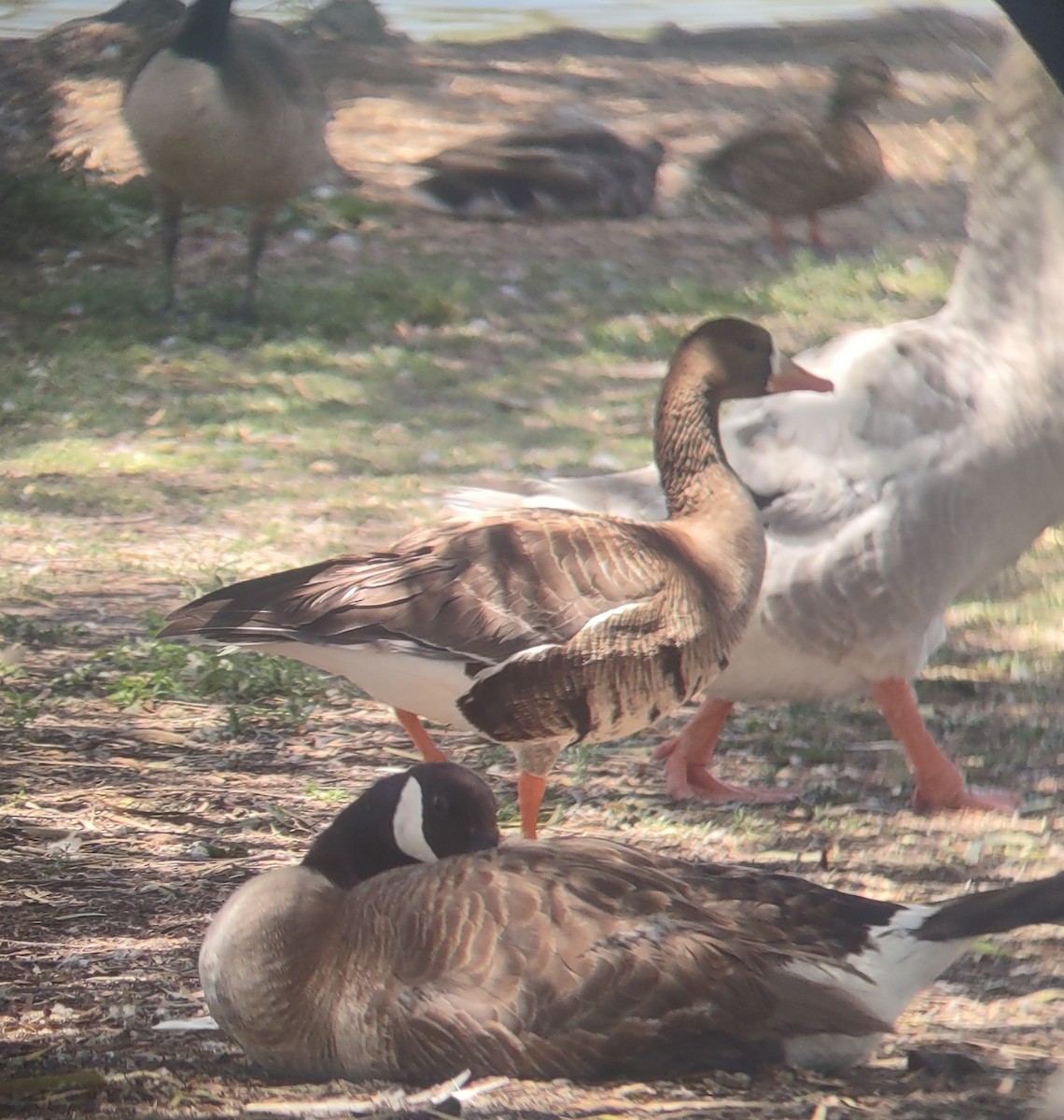 Greater White-fronted Goose - ML620690069