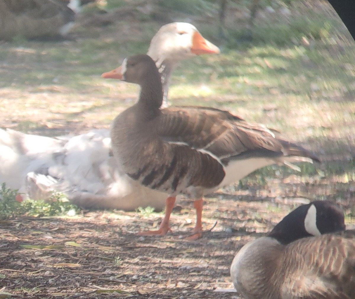 Greater White-fronted Goose - ML620690070