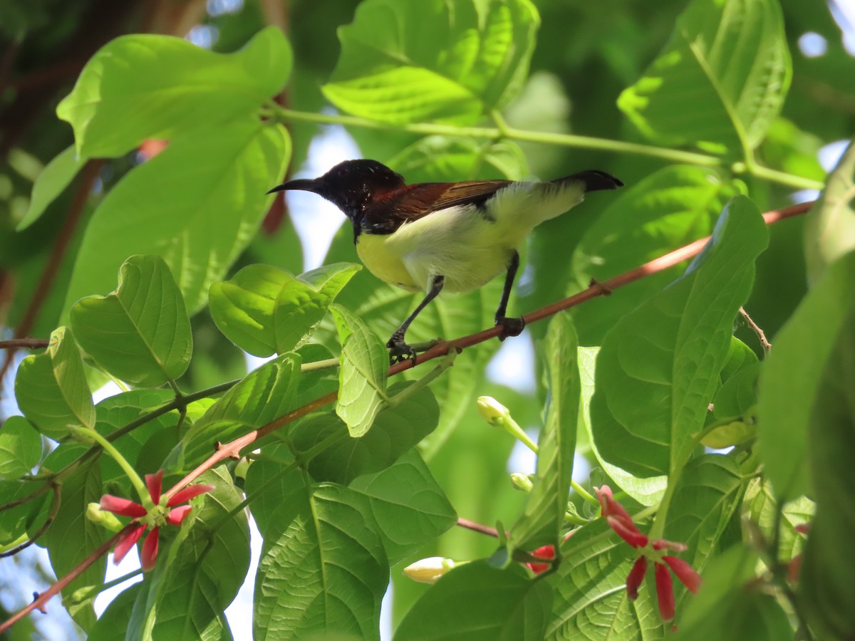 Purple-rumped Sunbird - ML620690076