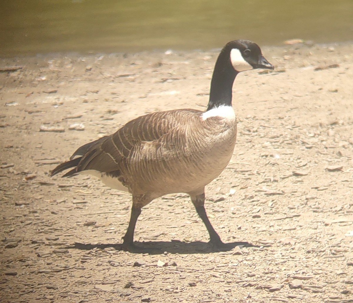 Bernache de Hutchins (leucopareia) - ML620690081