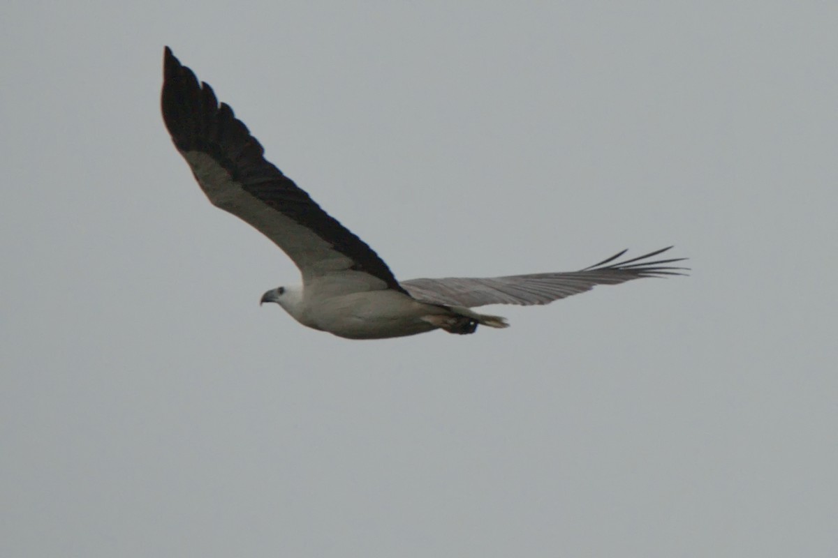 White-bellied Sea-Eagle - ML620690088