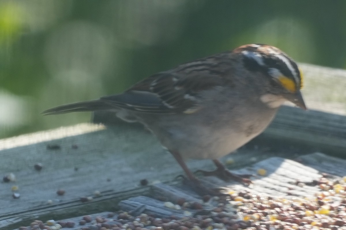 White-throated Sparrow - ML620690089