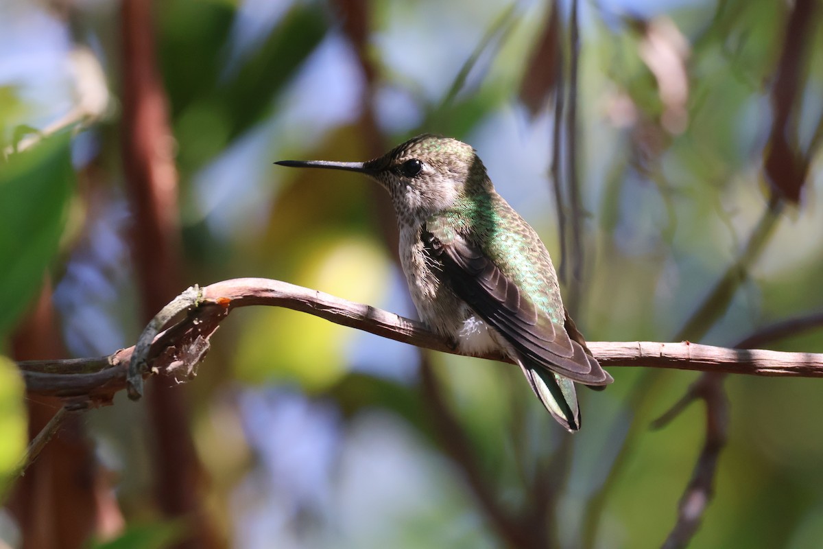 Colibrí de Anna - ML620690092